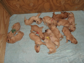 Puppies 12 and 14 days old