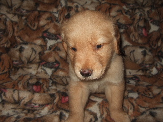 MALE