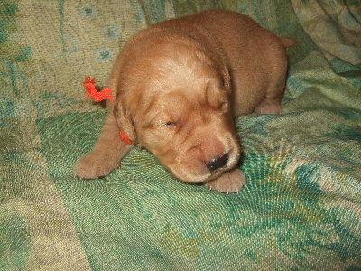 MALE