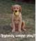ginger_small.jpg