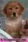 maple4mos_small.jpg