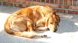 Click on picture to see MUFFIN'S PUPS