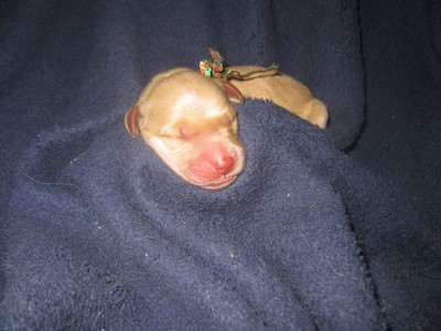 MALE