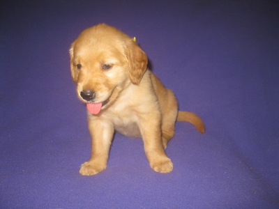 MALE