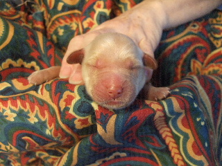MALE