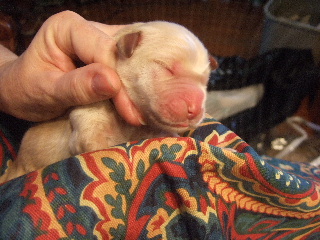 FEMALE