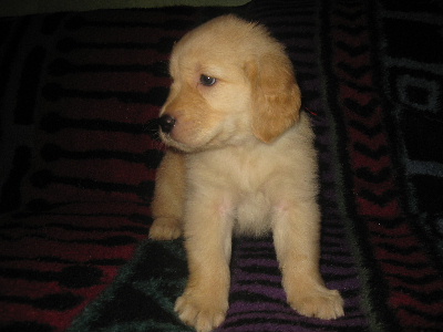 MALE